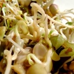 Homemade sprouts